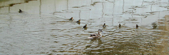 431-canal_ducks_for_maddie