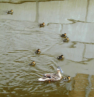 432-canal_ducks_for_maddie